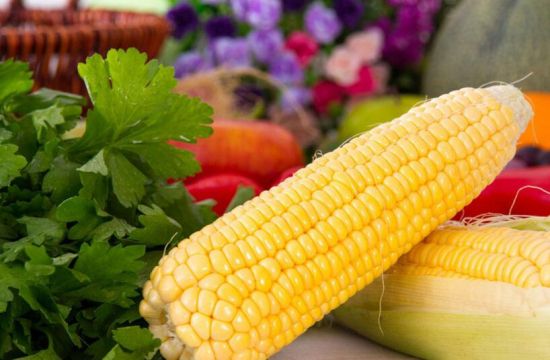 现代玉米 现代玉米