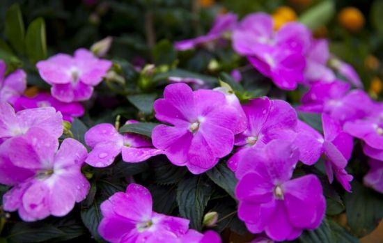 凤仙花的花语和传说 凤仙花的花语和传说