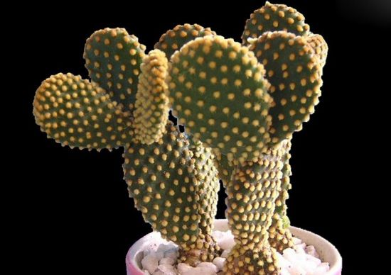 仙人掌盆栽图片 仙人掌盆栽图片