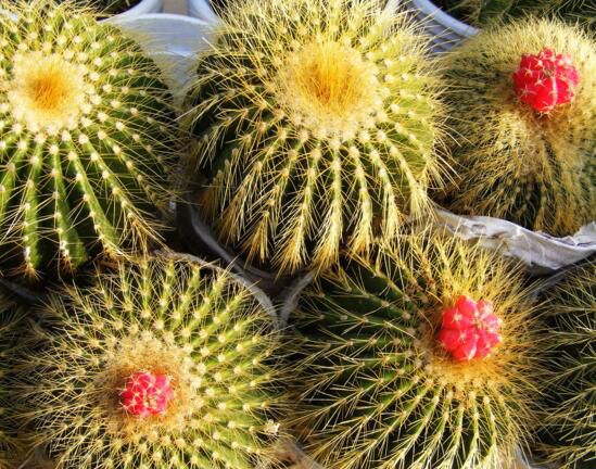 仙人球的种类有哪些？全面了解10大仙人球的种类