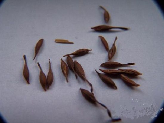 已采摘下来为剥壳的天竺葵的种子 已采摘下来为剥壳的天竺葵的种子