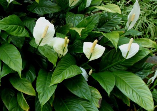 茂盛的一帆风顺图片 茂盛的一帆风顺图片