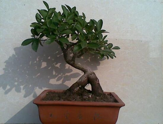 人参榕的种植方法 人参榕的种植方法