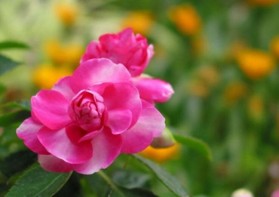 凤仙花的花语和传说 凤仙花的花语和传说