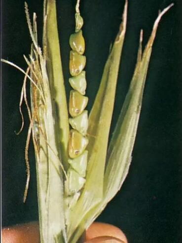 原始玉米 原始玉米