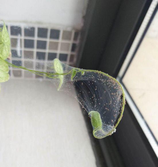 大蒜养花防治害虫 大蒜养花防治害虫