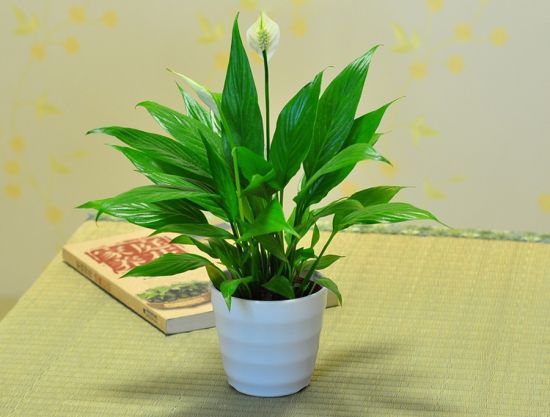 别致的一帆风顺图片 一帆风顺图片