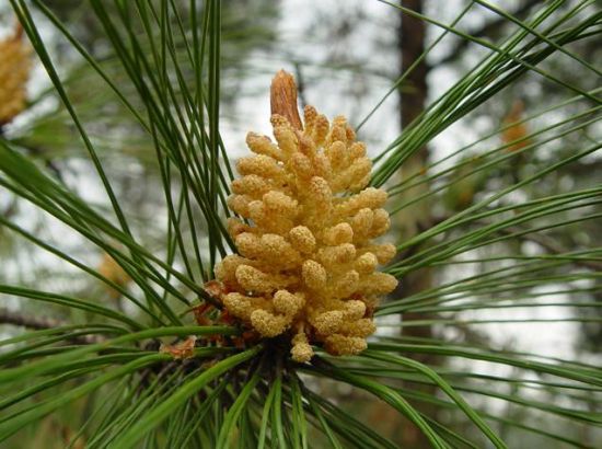 松花粉摆动裙摆 松花粉摆动裙摆