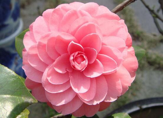 茶花为何叫断头花,关于断头花的说法(整个花朵全掉下)