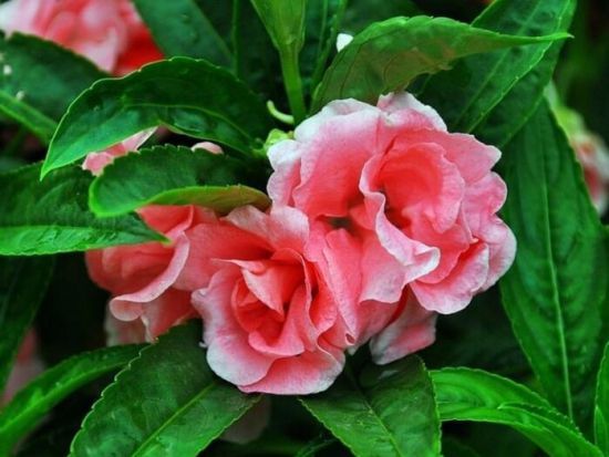 凤仙花的花语和传说 凤仙花的花语和传说