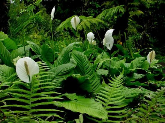 郊外的一帆风顺图片 郊外的一帆风顺图片