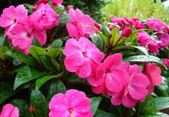 凤仙花的花语和传说 凤仙花的花语和传说