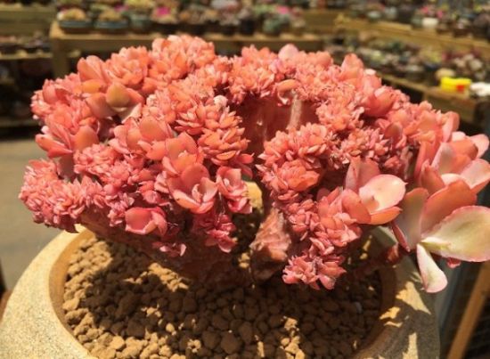 多肉孔雀缀化图示 多肉孔雀缀化图示