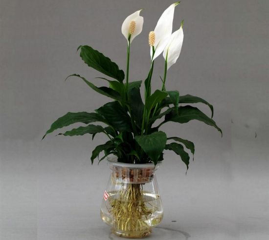 一帆风顺盆栽图片 一帆风顺盆栽图片