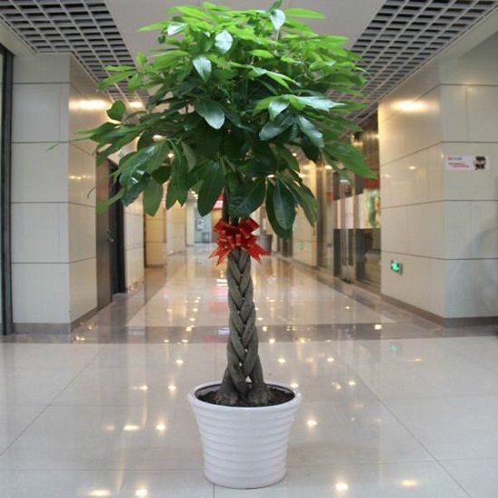 发财树 发财树