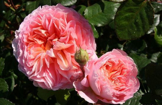 欧月的品种介绍 欧月的品种介绍