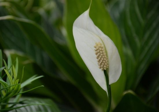 恬淡素雅的一帆风顺图片 恬淡素雅的一帆风顺图片