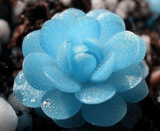 冰玉蓝多肉 冰玉蓝多肉
