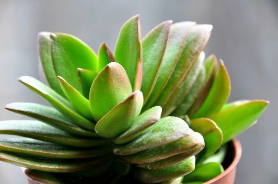 未出状态的火祭锦 未出状态的火祭锦