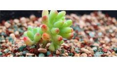 自制多肉红砖铺面石