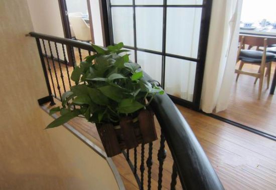 通道挂置绿萝 通道挂置绿萝