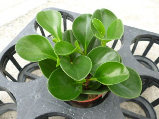 圆叶椒草栽培技术 圆叶椒草栽培技术