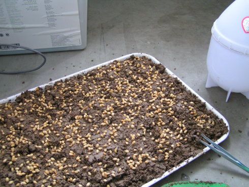 小麦草播种 小麦草播种