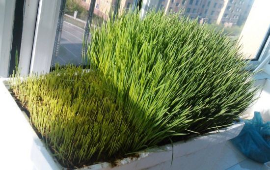 小麦草家庭种植方法：手把手教你种植小麦草