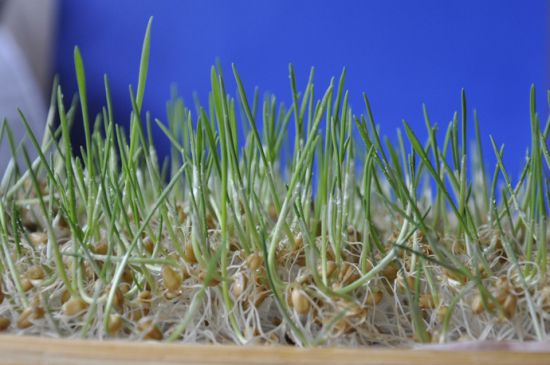 小麦草(4-5天) 小麦草(4-5天)