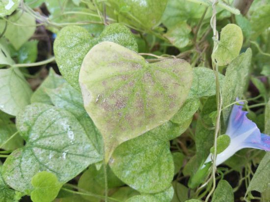 大蒜养花防治害虫 大蒜养花防治害虫