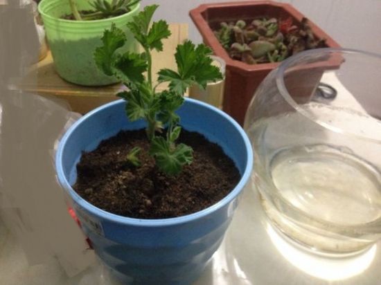 收到天竺葵种苗后应尽快上盆 收到天竺葵种苗后应尽快上盆