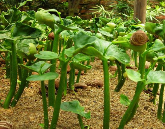 发财树种子繁殖 发财树种子繁殖