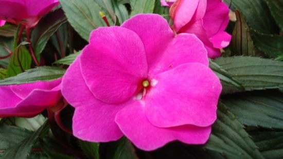 新几内亚凤仙花的种植方法和注意事项 新几内亚凤仙花的种植方法和注意事项