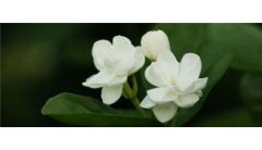 茉莉花叶子枯萎怎么回事