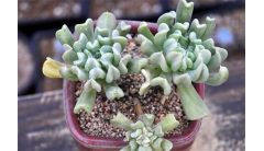 特玉莲秋天怎么养？特玉莲秋天的养殖方法