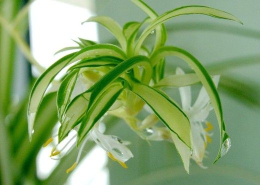 金心吊兰 金心吊兰