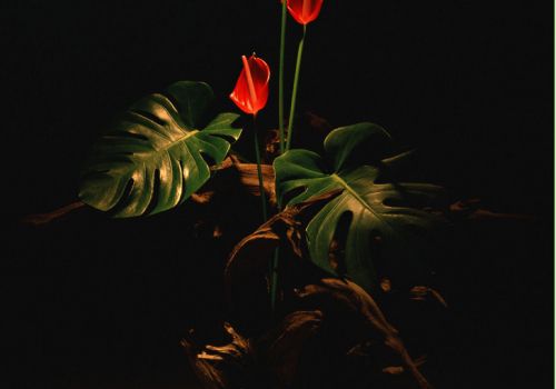 夜色下的龟背竹 夜色下的龟背竹