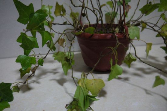 常春藤叶子一碰就掉怎么办？常春藤叶子一碰就