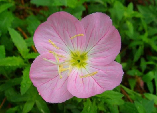 紫色月见草花卉 紫色月见草花卉