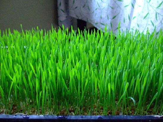 小麦草(7-8天) 小麦草(7-8天)