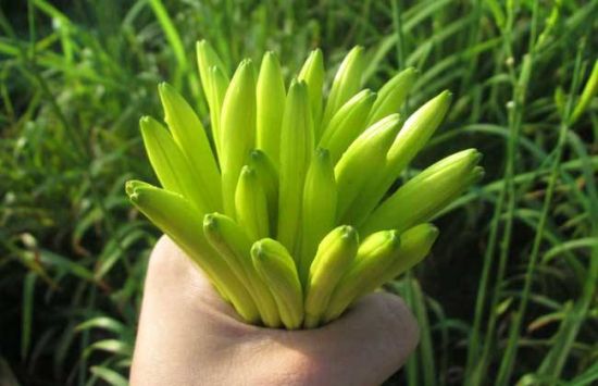 黄花菜的做法 黄花菜的做法