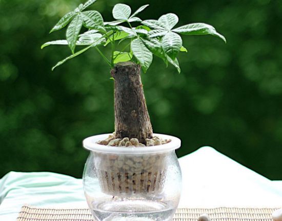 水培发财树 水培发财树