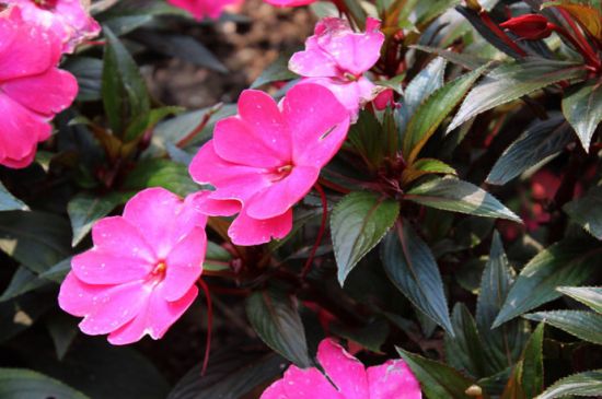 新几内亚凤仙花的种植方法和注意事项 新几内亚凤仙花的种植方法和注意事项