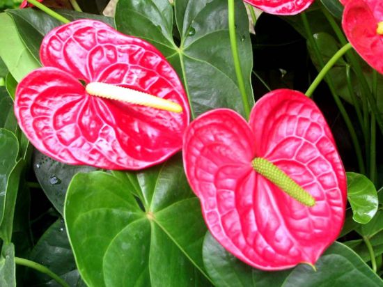 火红的火鹤花卉 火红的火鹤花卉