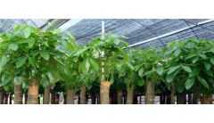 发财树的寓意和象征