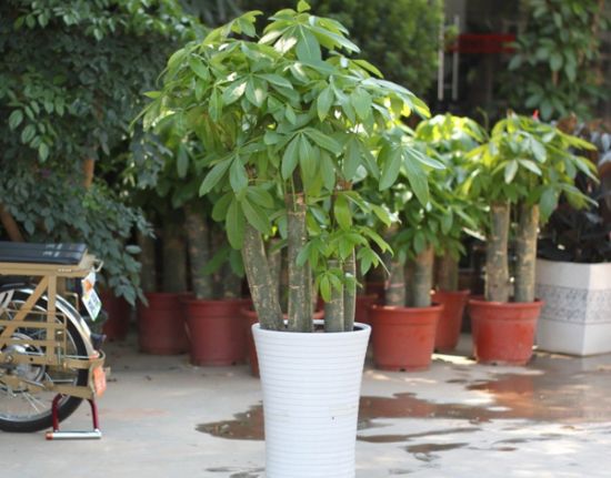 沙培发财树 沙培发财树