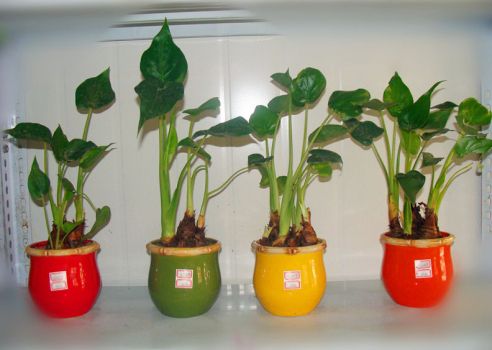 千手观音盆栽 千手观音盆栽