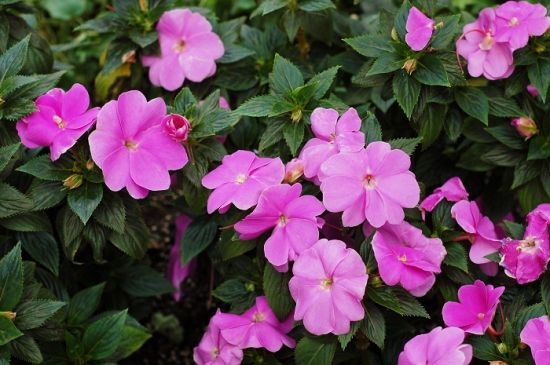 新几内亚凤仙花的种植方法和注意事项 新几内亚凤仙花的种植方法和注意事项