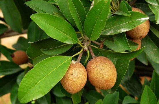 果树上的人心果 果树上的人心果