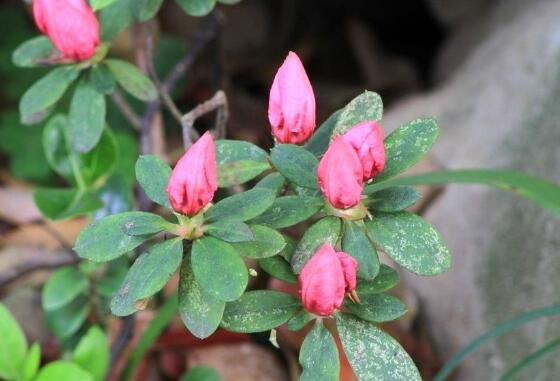 杜鹃花花蕾枯萎的4个解决方法